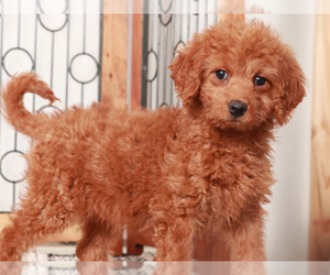Goldendoodle (Miniature) Puppy for Sale in NAPLES, Florida USA