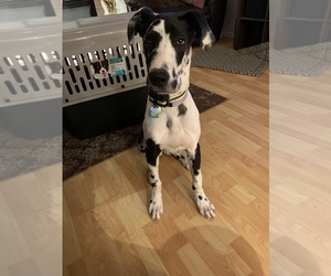 Great Dane Puppy for sale in BETHEL, WA, USA