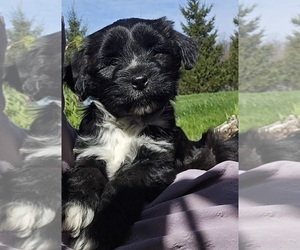 Tibetan Terrier Puppy for Sale in WATERLOO, New York USA