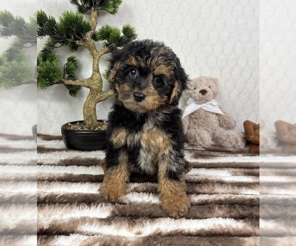 Medium Photo #1 YorkiePoo Puppy For Sale in FRANKLIN, IN, USA