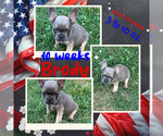 Puppy Brody French Bulldog