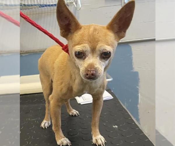 Medium Photo #1 Chihuahua Puppy For Sale in Camarillo, CA, USA