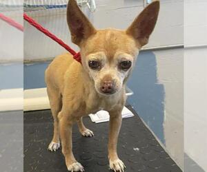 Chihuahua Dogs for adoption in Camarillo, CA, USA