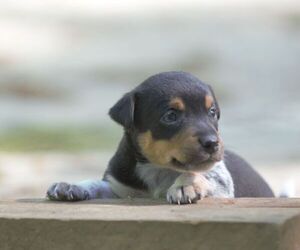 Australian Shepherd-Jack Russell Terrier Mix Puppy for sale in ORRVILLE, OH, USA