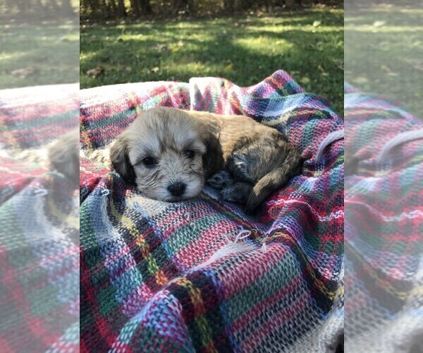 Medium Photo #1 Havachon Puppy For Sale in NIANGUA, MO, USA