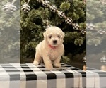 Small Photo #5 Bichon Frise Puppy For Sale in ELDERWOOD, CA, USA