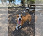 Small #2 American Pit Bull Terrier Mix