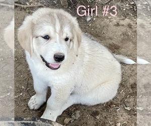 Anatolian Shepherd-Kangal Dog Mix Litter for sale in HELENDALE, CA, USA