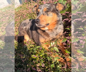 Autumn - Female Australian Shepherd-Unknown Mix Dog for Adoption - Photo #3