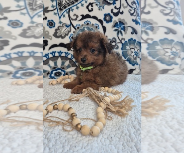 Medium Photo #2 Pomapoo (Toy) Puppy For Sale in LEWISBURG, KY, USA