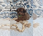 Small Photo #7 Pomapoo (Toy) Puppy For Sale in LEWISBURG, KY, USA