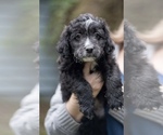 Puppy Puppy 5 Aussiedoodle Miniature 