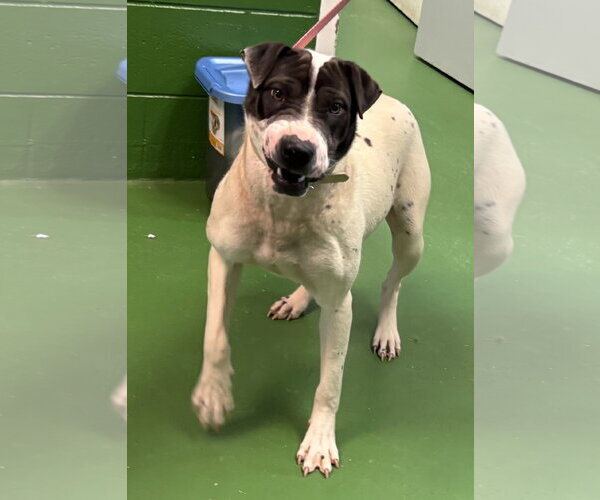 Medium Photo #2 Labrador Retriever-Unknown Mix Puppy For Sale in Rustburg, VA, USA