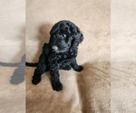 Small #2 Goldendoodle