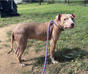 American Pit Bull Terrier Dogs for adoption in Derwood, MD, USA