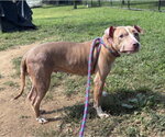 Small American Pit Bull Terrier