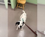 Small Photo #2 Mutt Puppy For Sale in La Porte, IN, USA
