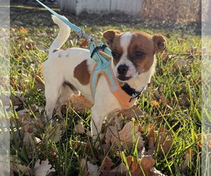 Chihuahua-Unknown Mix Dogs for adoption in Omaha, NE, USA