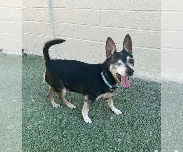 Medium Photo #4 Chihuahua-Unknown Mix Puppy For Sale in Tempe , AZ, USA