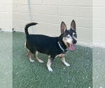 Small #3 Chihuahua Mix