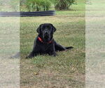 Small #6 Labrador Retriever