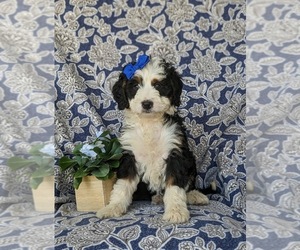 Bernedoodle (Miniature) Puppy for sale in OXFORD, PA, USA