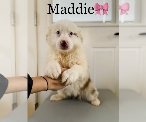 Medium Photo #9 Australian Shepherd Puppy For Sale in COOKEVILLE, TN, USA