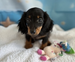 Dachshund Puppy for sale in CENTER HILL, FL, USA