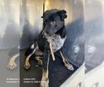 REILLY - Male German Shepherd Dog-Unknown Mix Dog for Adoption - Small photo