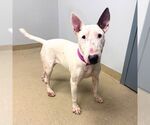 FRANKIE - Female Bull Terrier Dog for Adoption - Small photo