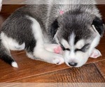 Small Photo #4 German Shepherd Dog-Siberian Husky Mix Puppy For Sale in FAIRMONT, WV, USA