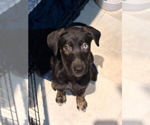 Logan - Female Mutt Dog for Adoption - Photo #2