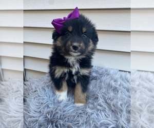 Australian Shepherd Puppy for sale in INDIANAPOLIS, IN, USA
