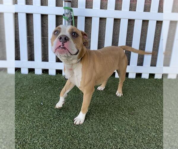 Medium Photo #1 Bulldog-Unknown Mix Puppy For Sale in Modesto, CA, USA