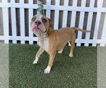 Small Bulldog Mix