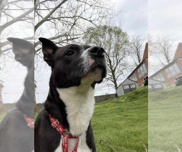 Medium Photo #4 Mutt Puppy For Sale in Springdale, PA, USA