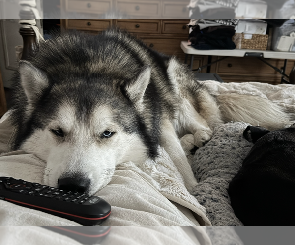 Medium Photo #2 Siberian Husky Puppy For Sale in Dana Point, CA, USA