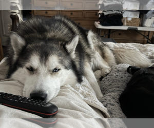 Togo - Female Siberian Husky Dog for Adoption - Photo #2