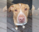 Small #1 Labrador Retriever Mix