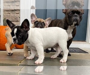 French Bulldog Puppy for sale in MOSELEY, VA, USA
