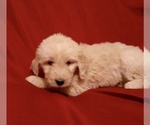 Small Photo #61 Goldendoodle Puppy For Sale in N HIGHLANDS, CA, USA