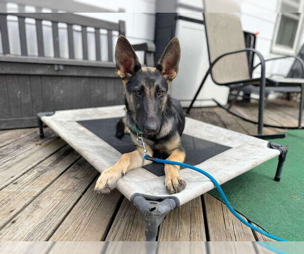 Medium Photo #3 German Shepherd Dog Puppy For Sale in Kansas City, MO, USA