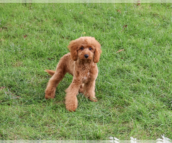 Medium Photo #7 Cavapoo (Miniature) Puppy For Sale in SYRACUSE, IN, USA