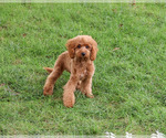 Donut - Male Cavapoo (Miniature) Puppy for Sale - Photo #7