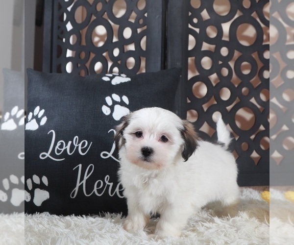 Medium Photo #1 Zuchon Puppy For Sale in MOUNT VERNON, OH, USA