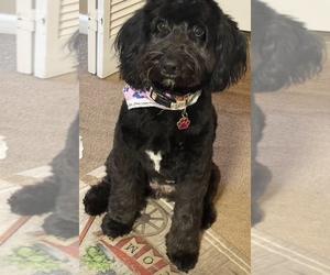 Aussiedoodle Puppy for sale in MARIETTA, GA, USA