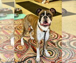 Small Photo #4 Boxer Puppy For Sale in Austin, TX, USA