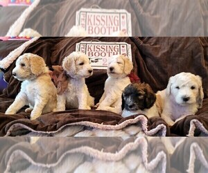 Labradoodle Puppy for sale in NICHOLASVILLE, KY, USA