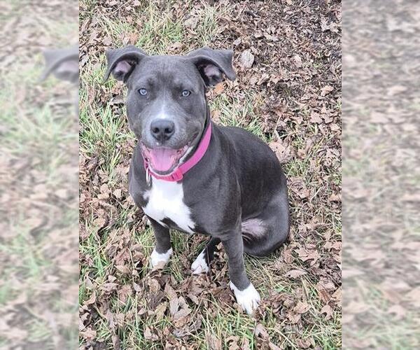Medium Photo #2 Labrador Retriever-Unknown Mix Puppy For Sale in Decatur, IL, USA