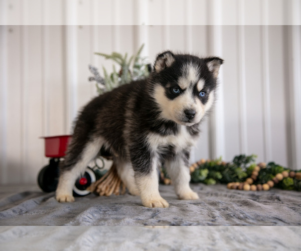Medium Photo #13 Siberian Husky Puppy For Sale in SHREVE, OH, USA